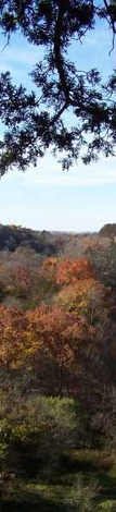 Scenic view of a forest in autumn with a visible tree branch above.