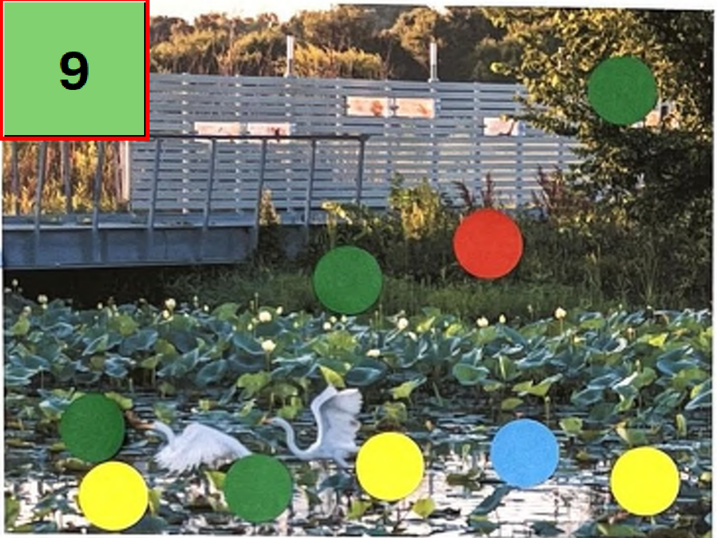 The image features a lush pond filled with water lilies and a heron in the foreground, with a wooden bridge partially visible in the background. Colorful dots in green, red, yellow, and blue are scattered over the image, alongside the number '9' in a rectangular box. The arrangement of the colored dots and the number suggests a possible game or activity related to the pond's environment.