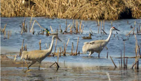 Two cranes wading through shallow water amidst tall brown grass and reeds.
