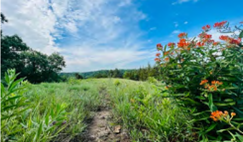 The image captures a broad view of a lush, green field filled with grass and wildflowers, particularly orange blooms in the foreground. In the background, a treeline is visible against a bright blue sky with scattered clouds, suggesting a pleasant outdoor setting. The perspective is from a dirt path leading into the field.