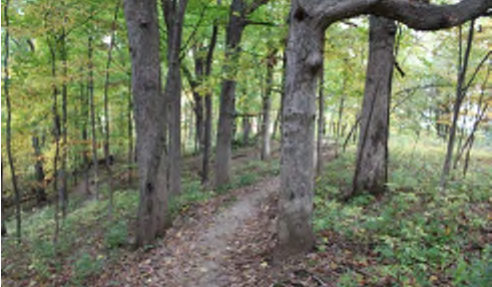 Trail winding through a wooded area with trees and foliage.