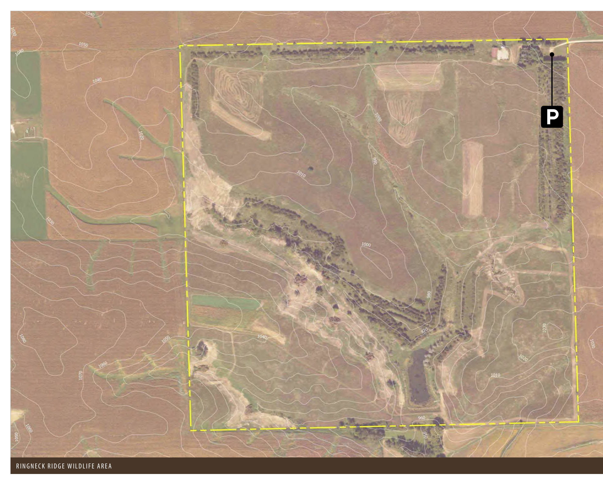 The map depicts the Ringneck Ridge Wildlife Area with contour lines indicating elevation changes, marked parking area (P) on the eastern edge, and visible land features such as fields and wooded areas. The boundaries of the area are outlined in a dashed yellow line, which helps to identify the limits of the wildlife region.